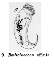 Bothriocerca affinis - Original description image