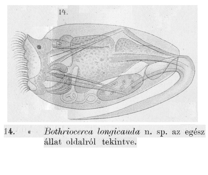 Bothriocerca longicauda - Original description image