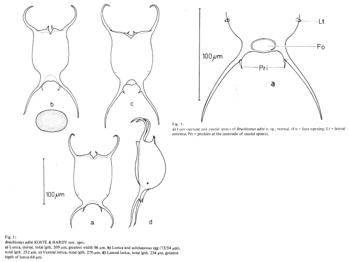 Brachionus adisi - Original description image