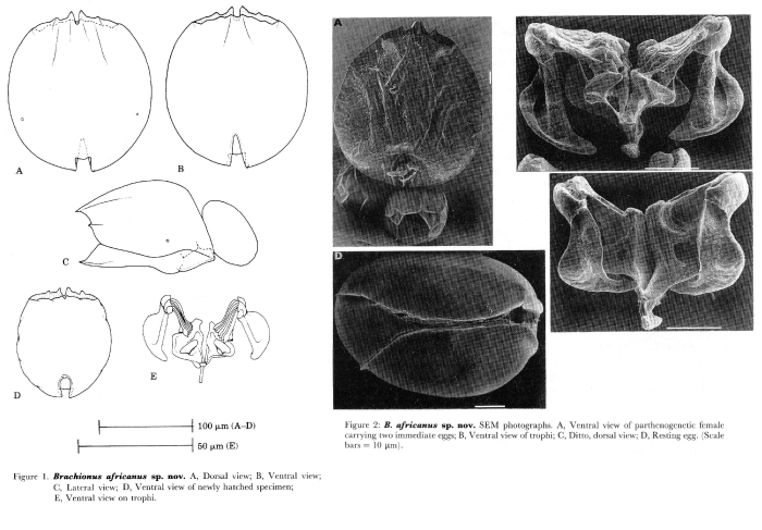 Brachionus africanus - Original description image