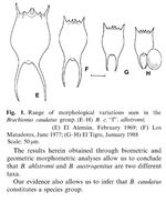 Brachionus ahlstromi