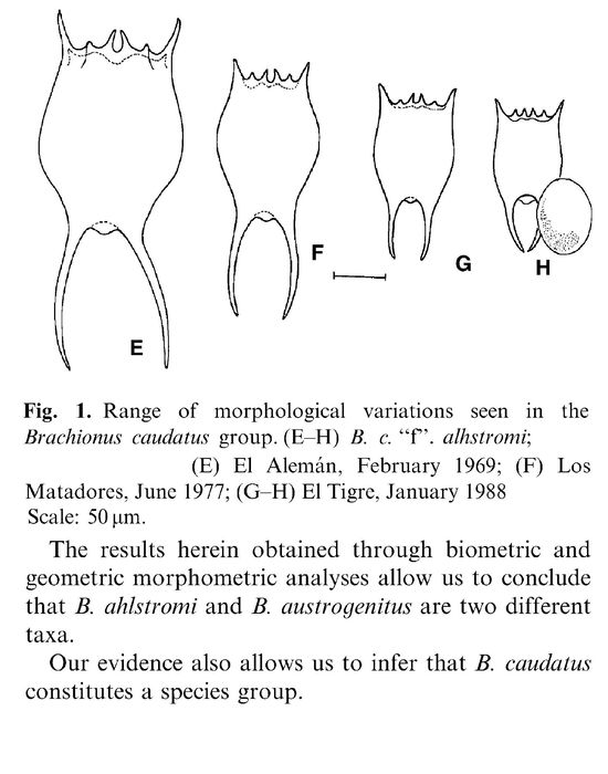 Brachionus ahlstromi