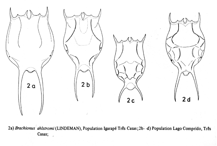 Brachionus ahlstromi