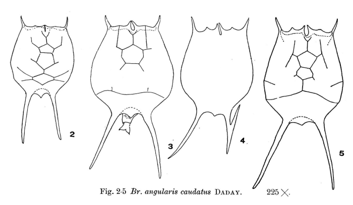 Brachionus ahlstromi