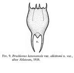 Brachionus ahlstromi - Original description image