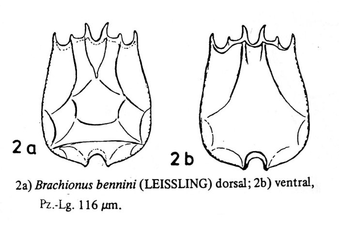 Brachionus amazonicus