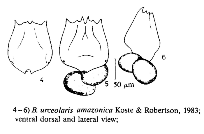 Brachionus amazonicus