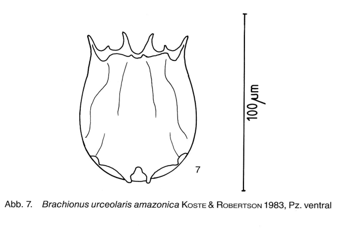 Brachionus amazonicus