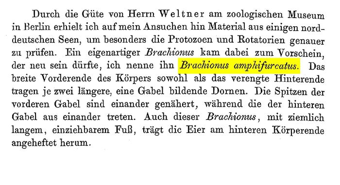 Brachionus amphifurcatus - Original description image
