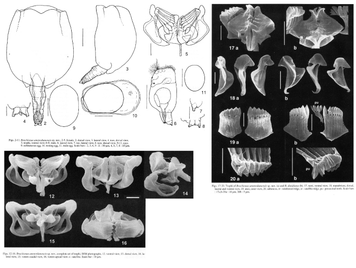Brachionus amsterdamensis - Original description image