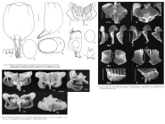 Brachionus amsterdamensis