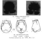 Brachionus anchorpora - Original description image