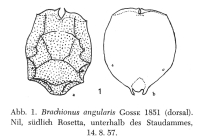 Brachionus angularis