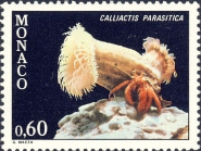 Calliactis parasitica