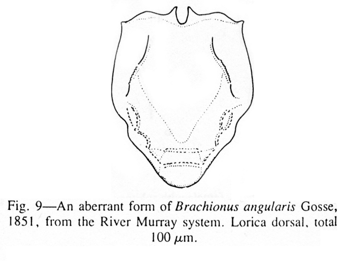 Brachionus angularis Brachionus angularis