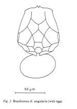 Brachionus angularis