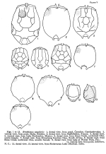 Brachionus angularis