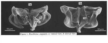 Brachionus angularis