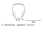 Brachionus angularis