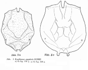 Brachionus angularis