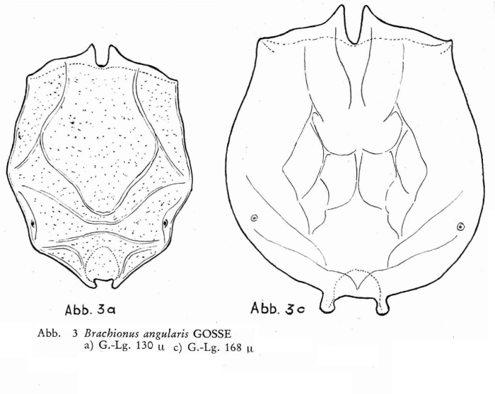 Brachionus angularis Brachionus angularis