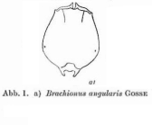 Brachionus angularis