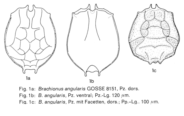 Brachionus angularis Brachionus angularis
