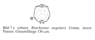 Brachionus angularis