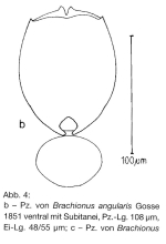 Brachionus angularis