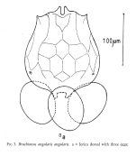 Brachionus angularis