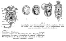 Brachionus angularis