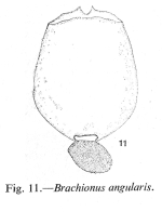 Brachionus angularis