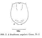 Brachionus angularis