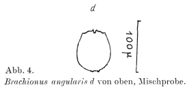Brachionus angularis