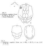 Brachionus angularis