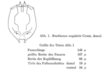 Brachionus angularis