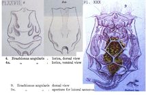 Brachionus angularis