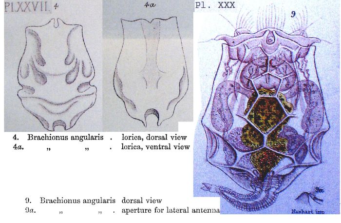 Brachionus angularis Brachionus angularis