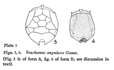 Brachionus angularis
