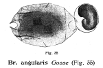 Brachionus angularis