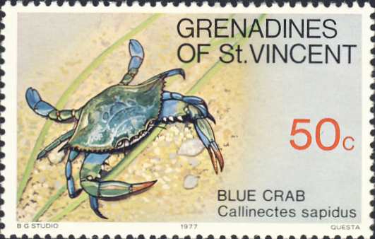 Callinectes sapidus