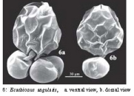 Brachionus angularis