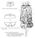 Brachionus angularis