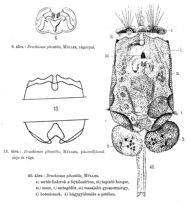 Brachionus angularis Brachionus angularis