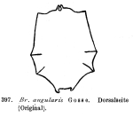 Brachionus angularis