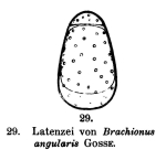 Brachionus angularis