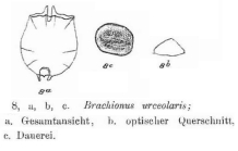 Brachionus angularis