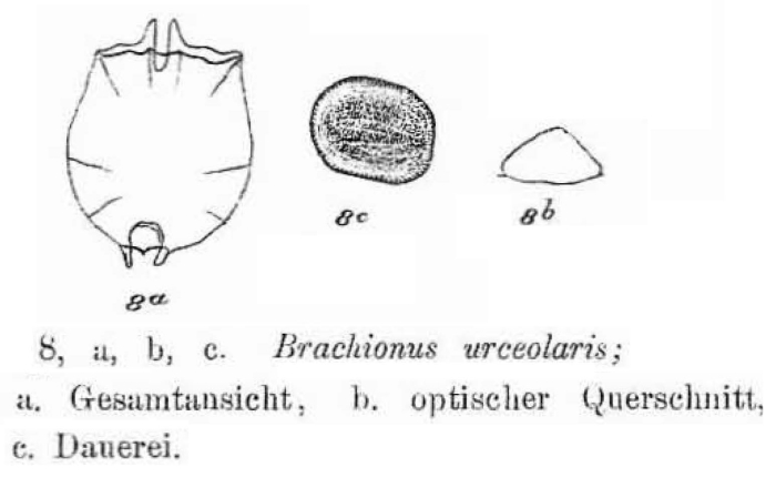 Brachionus angularis