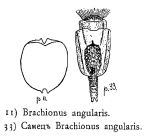 Brachionus angularis