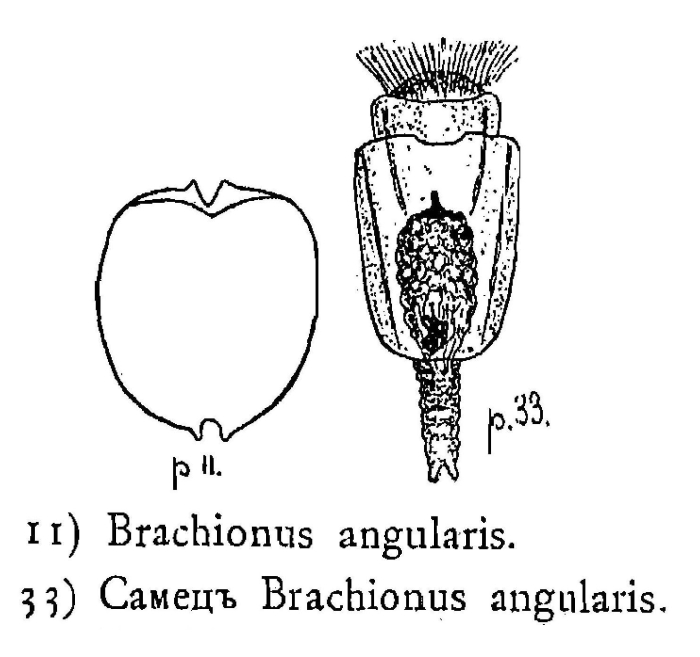 Brachionus angularis Brachionus angularis